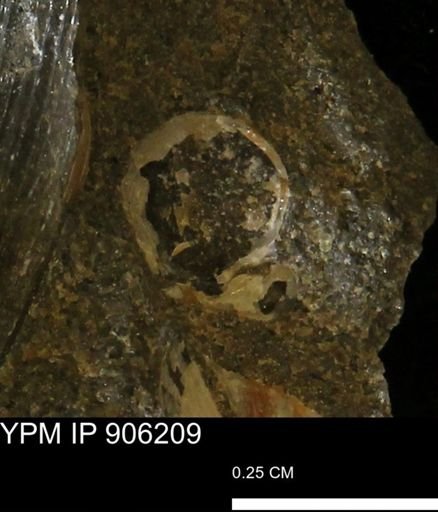 undet. Mollusca