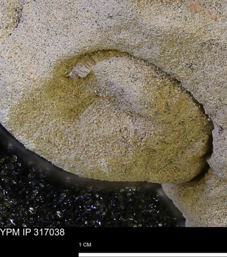 undet. Mollusca