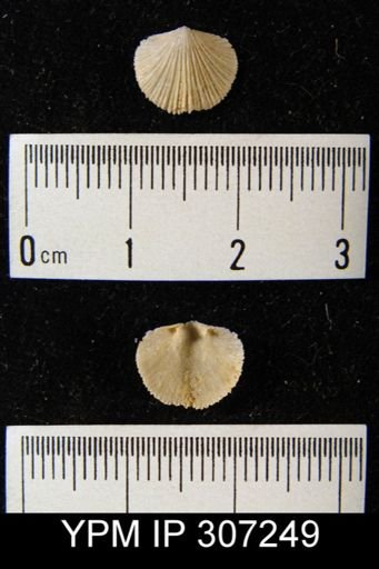 Dalmanella sp.