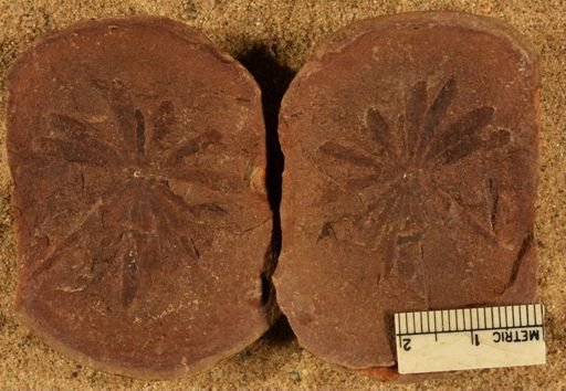 Annularia inflata