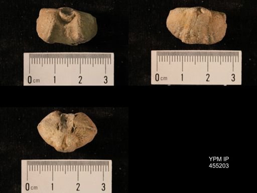 Orthorhynchula?