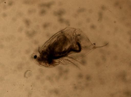 Daphnia pulex