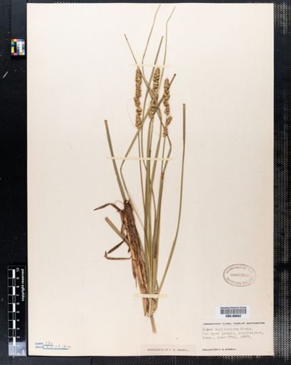 Carex