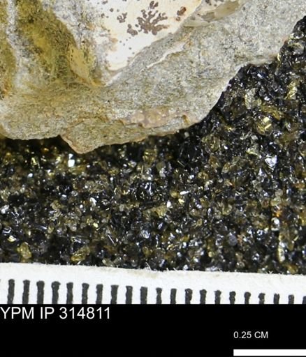undet. Mollusca