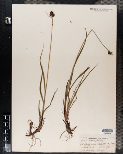 Carex