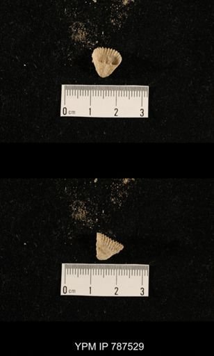 undet. Brachiopoda