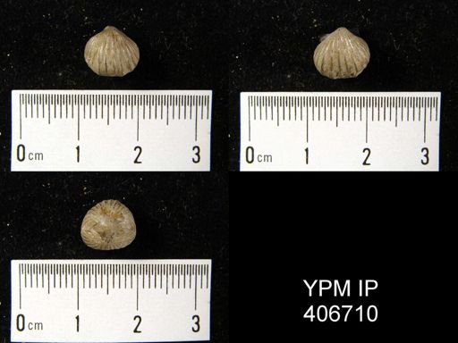 undet. Uncinuloidea