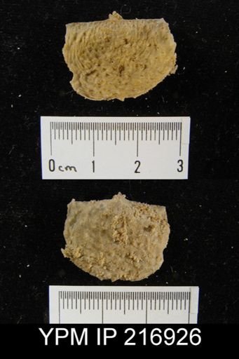 Juresania sp.
