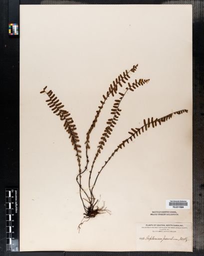 Asplenium resiliens