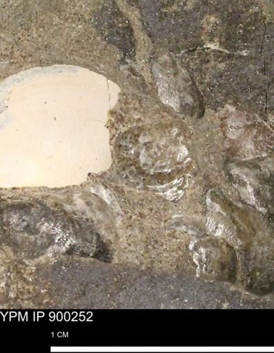 Anomia gryphorhyncha