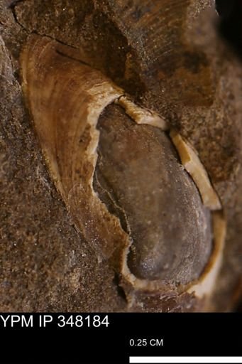 Limopsis striatopunctatus