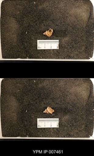Lophospira