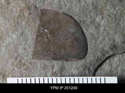 undet. Eurypterida