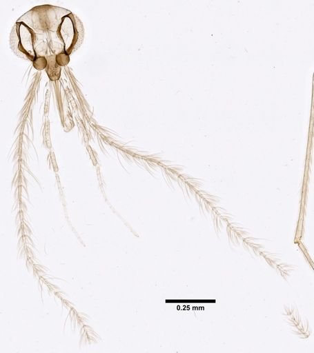 Lutzomyia gomezi
