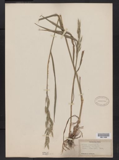 Bromus secalinus