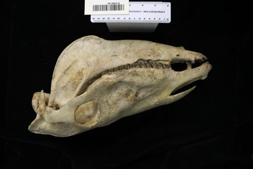 Pliohippus pernix