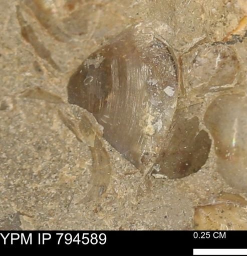 Protocardia subquadrata