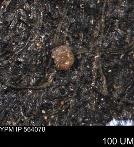 Foraminiferida