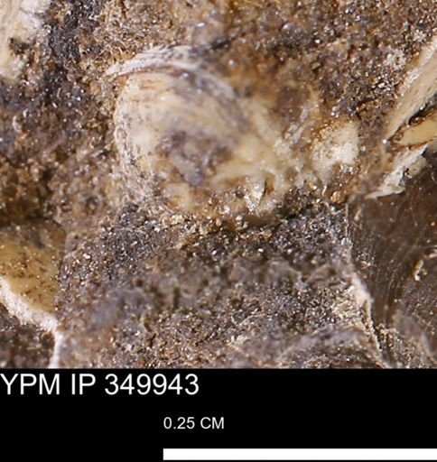 undet. Mollusca