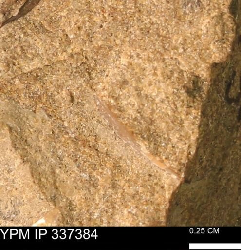 undet. Mollusca
