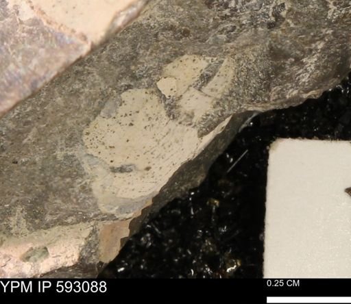 Inoceramus cuneatus