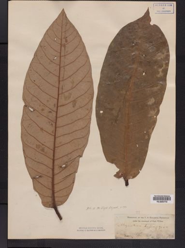 Myristica