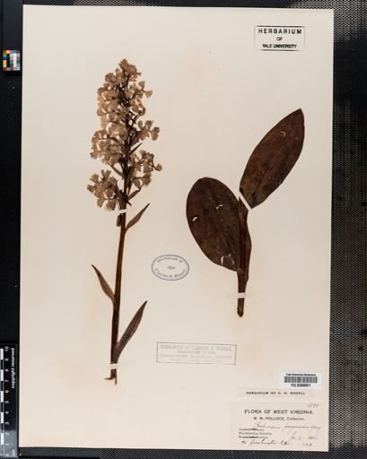 Plantae