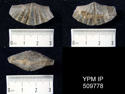 Acuminothyris?