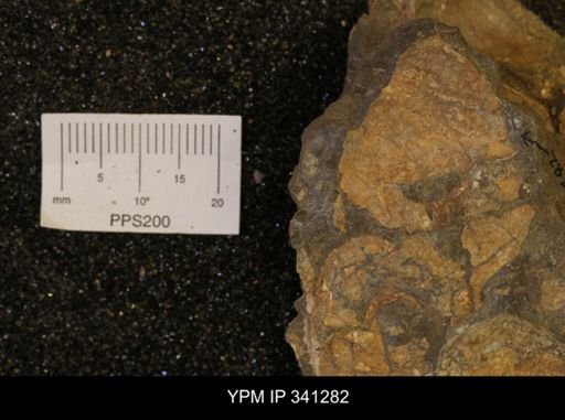 Inoceramus sp.