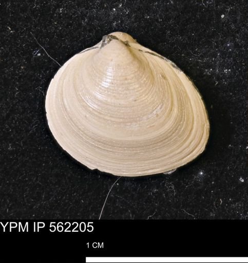 Limopsis striatopunctatus