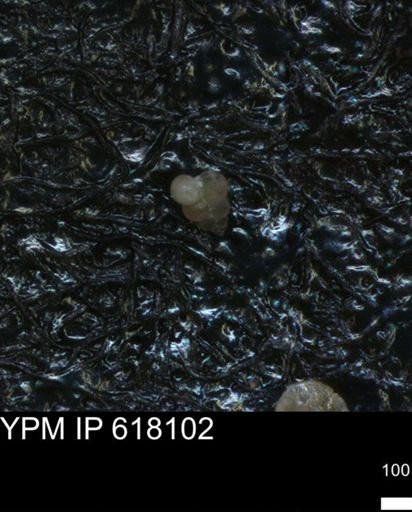 undet. Heterohelicidae