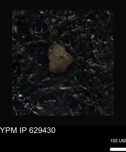 undet. Foraminiferida