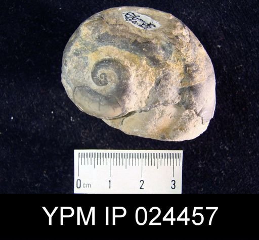 Diaphorostoma niagarensis