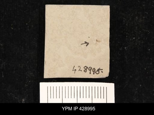 undet. Diptera