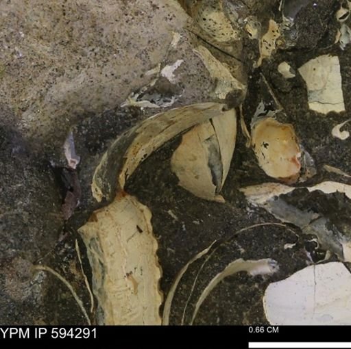 Protocardia sp.