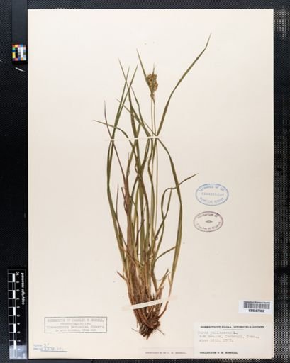 Carex pallescens