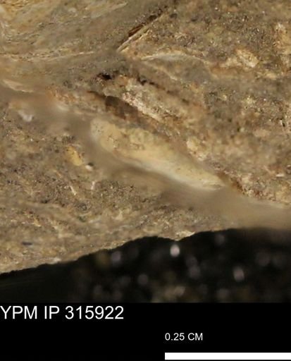 undet. Mollusca