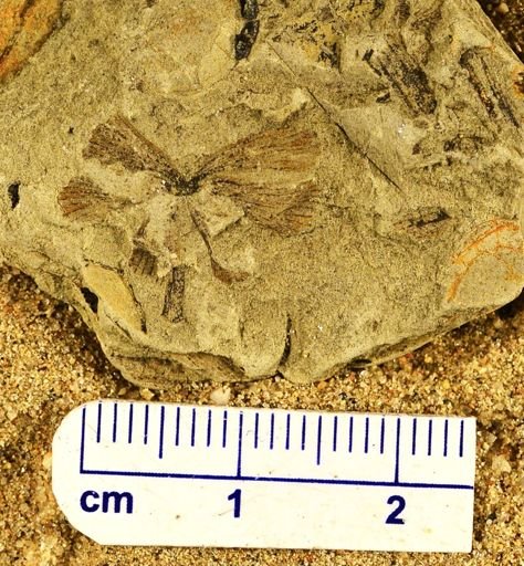 Rhabdocarpon sp.