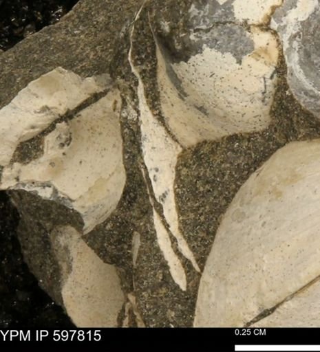 Limopsis striatopunctatus