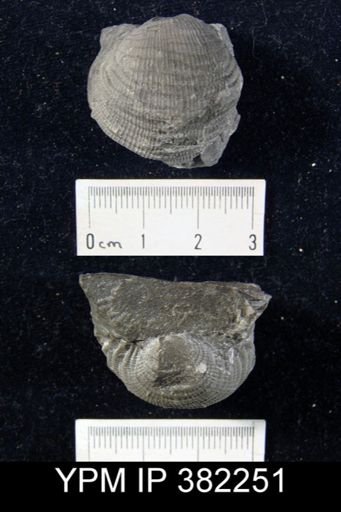 Fluctuaria undatus