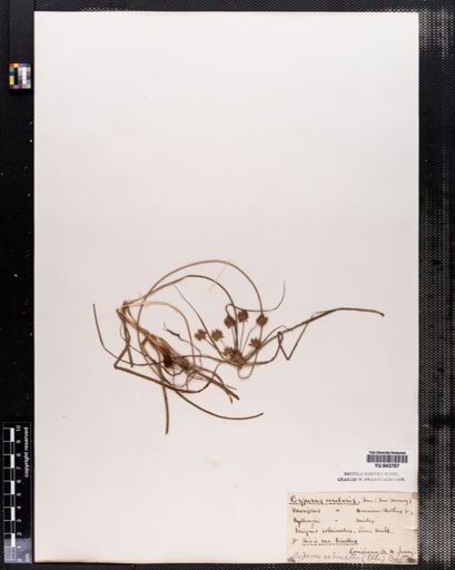 Cyperus grayii