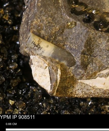 undet. Scaphopoda