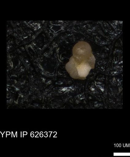 undet. Foraminiferida