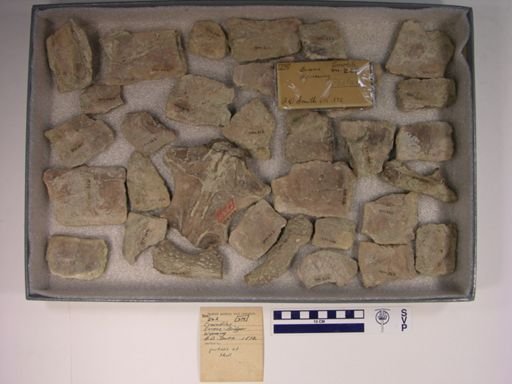 Crocodilus sp.