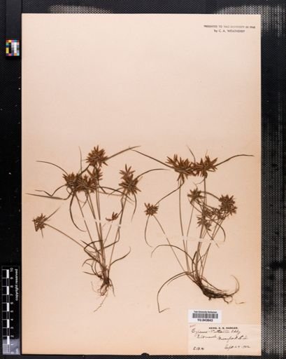 Cyperus filicinus