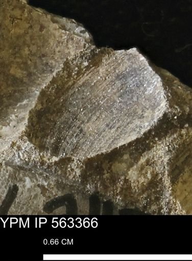 undet. Bivalvia