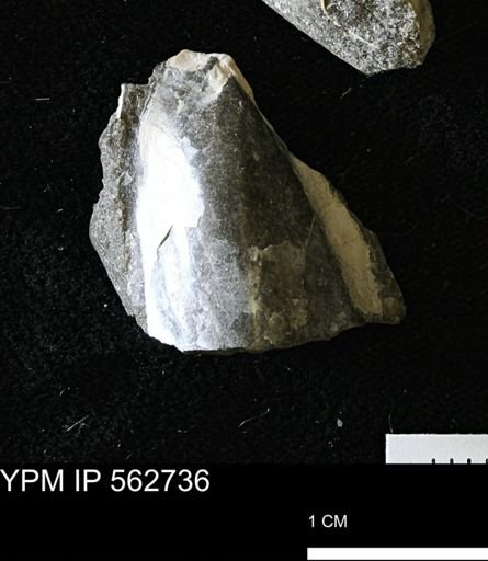 Pseudoptera sp.
