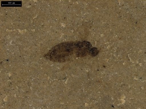 taxon undetermined