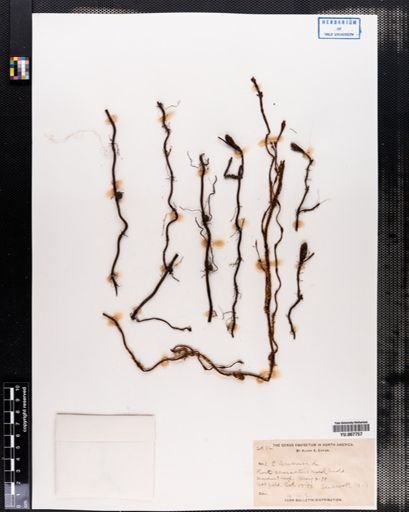 Equisetum arvense