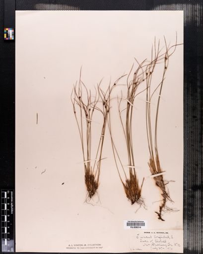 Juncus trifidus
